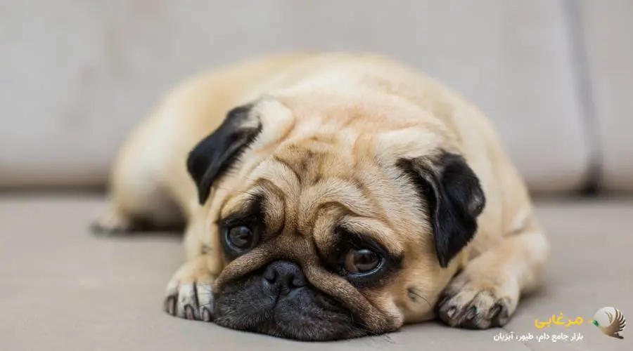 ناامیدی یا سردرگمی سگ