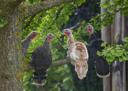 12 تا از انواع نژادهای بوقلمون + شرایط نگهداری و پرورش آنها 12 تا از انواع نژادهای بوقلمون + شرایط نگهداری و پرورش آنها