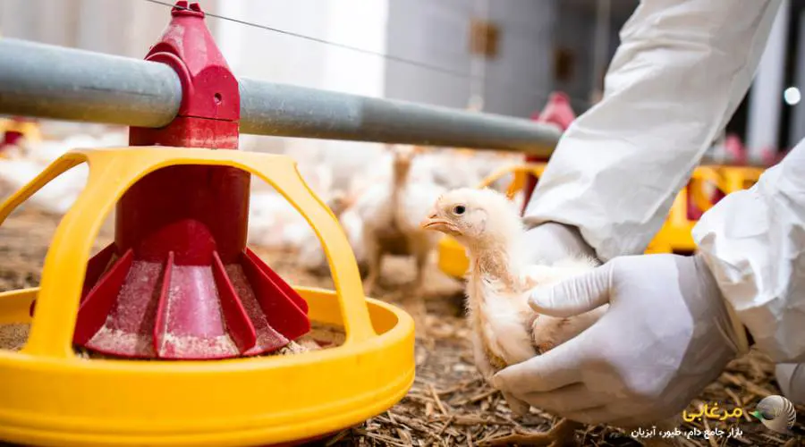 دانخوری جوجه