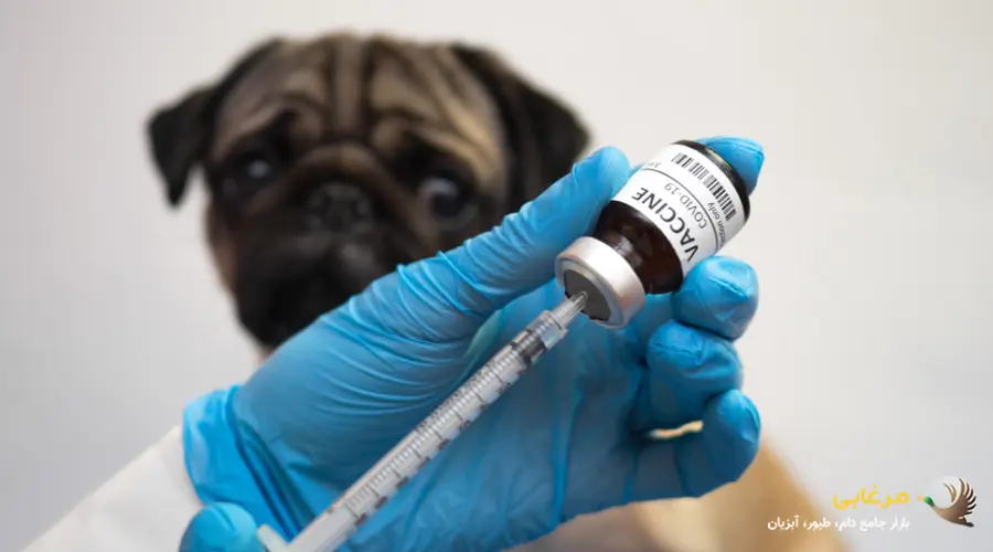 واکسیناسیون سگ های خانگی