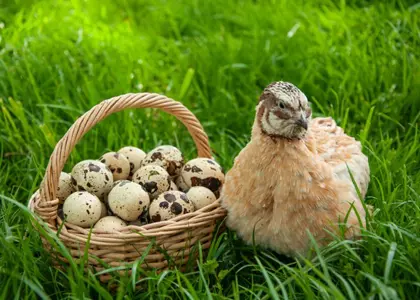 غذای (دان) بلدرچین چیست؟