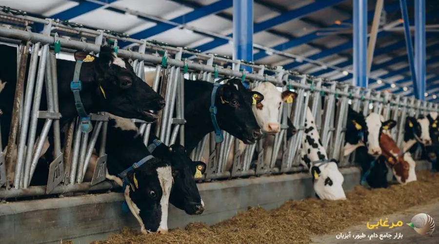 انواع کسنانتره دام پرواری