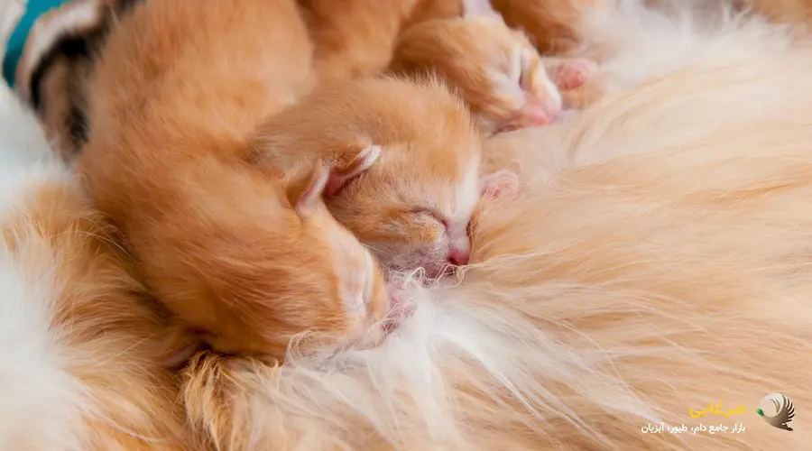 خوردن شیر برای بچه گربه