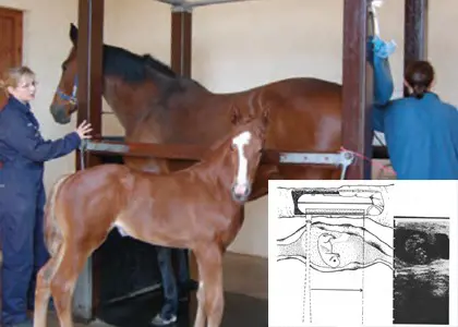 اصول سونوگرافی در اسب و موارد مهمی که باید در مورد آن در نظر گرفت اصول سونوگرافی در اسب و موارد مهمی که باید در مورد آن در نظر گرفت