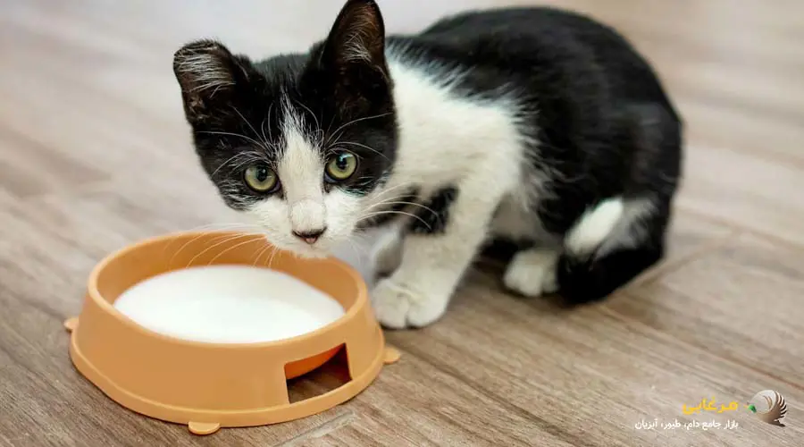 قیمت شیر خشک گربه