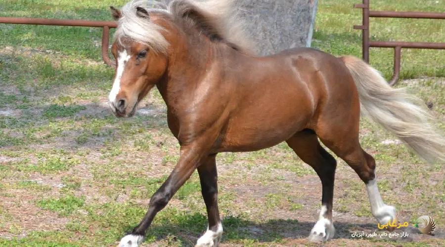 اسب مینیاتوری آمریکایی