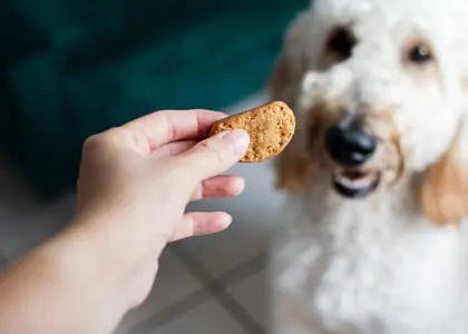 5 دستور پخت تشویقی سگ در خانه (مقوی و لذیذ)