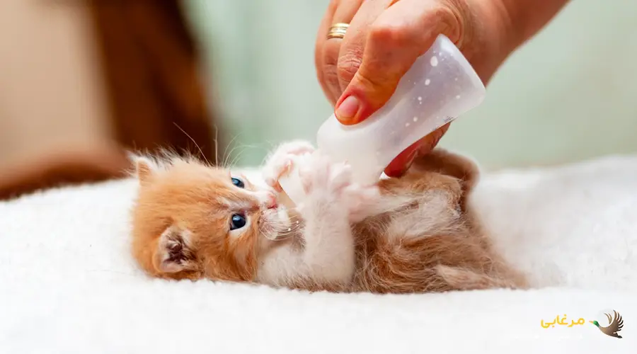 شیر خشک دادن به بچه گربه