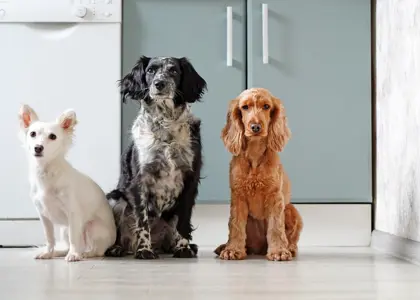 10 اصل مهم پیش از نگهداری سگ که باید بدانید!!!