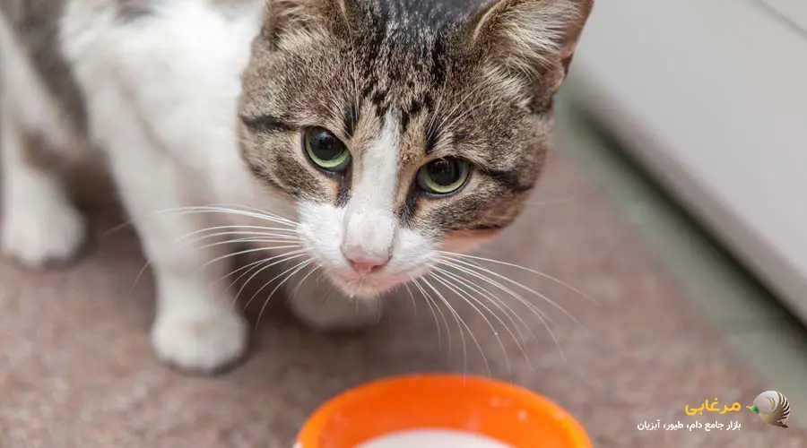 شیر خشک گربه