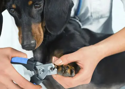 راهنمای کامل نحوه گرفتن ناخن سگ | مراحل و ابزار های لازم