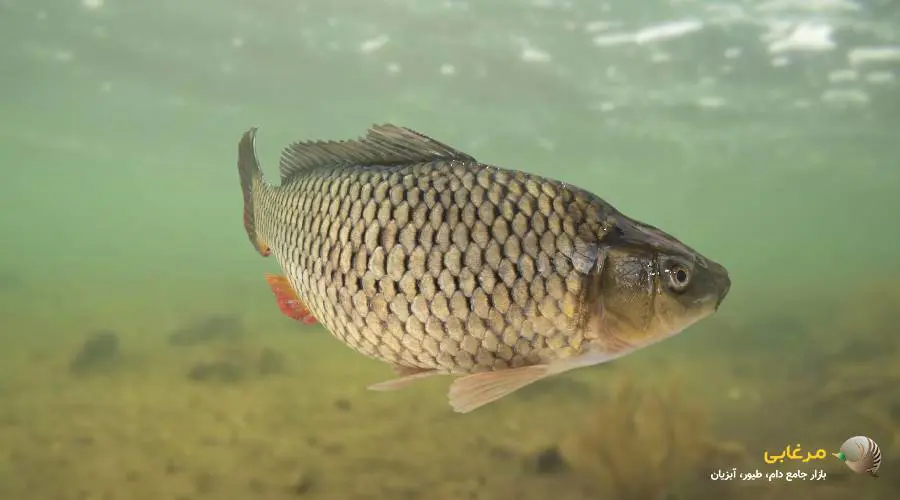 غذای ماهی کپور