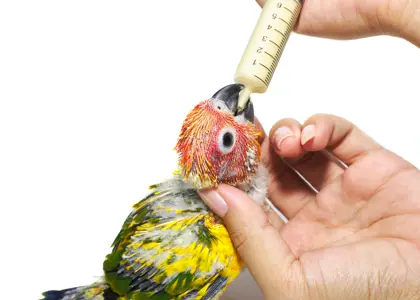 نحوه صحیح سرلاک دادن به جوجه (قناری، طوطی، عروس هلندی و فنچ) چگونه است؟ نحوه صحیح سرلاک دادن به جوجه (قناری، طوطی، عروس هلندی و فنچ) چگونه است؟