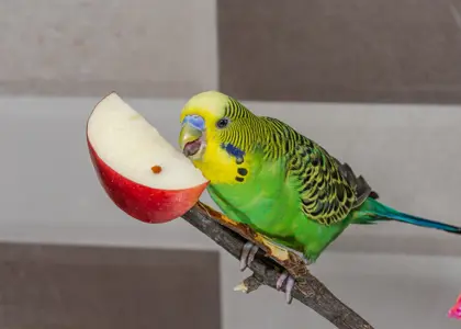 چه میوه‌ هایی برای مرغ عشق مفید است؟ راهنمای کامل تغذیه میوه‌ ای