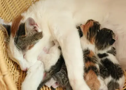 مراحل زایمان گربه و نکات مراقبتی برای صاحبان