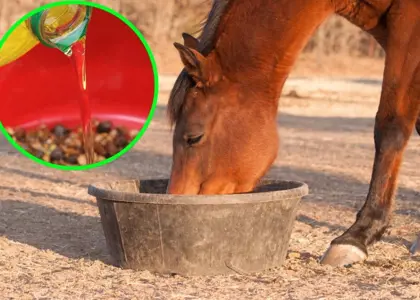 بهترین روغن خوراکی اسب بهترین روغن خوراکی اسب