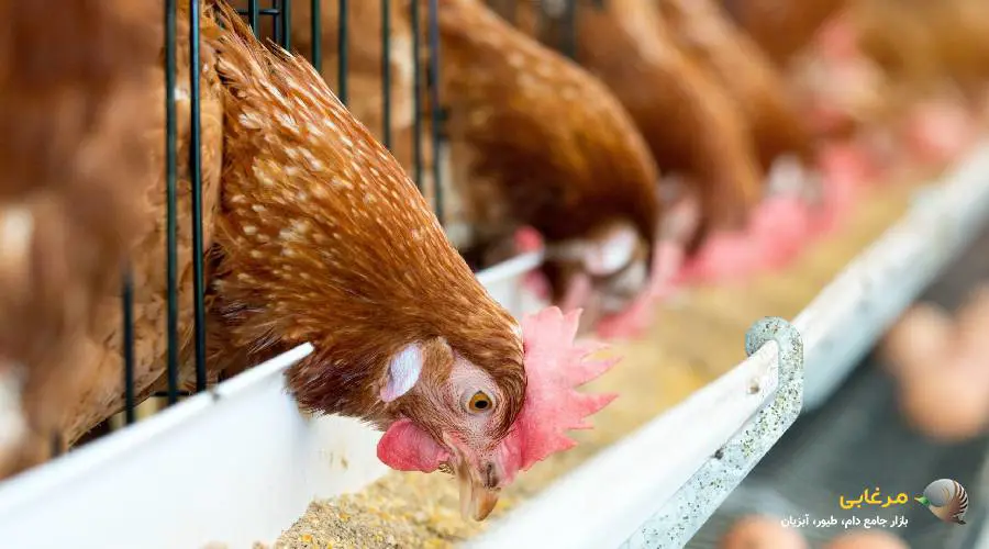 کنسانتره مرغ تخمگذار