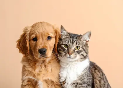 نگهداری سگ و گربه در یک خانه؛ امکان ‌پذیر اما نیازمند تدبیر