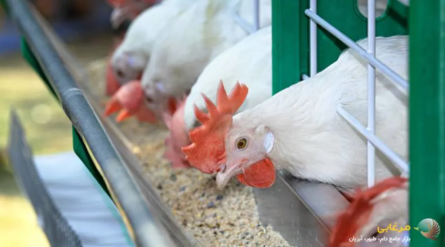 انواع دانخوری مرغ