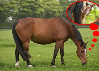 نکات طلایی جهت تغذیه مادیان باردار نکات طلایی جهت تغذیه مادیان باردار