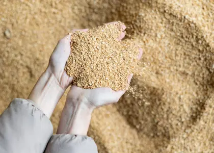 مقایسه مزایا و معایب استفاده از کنسانتره در پرورش طیور