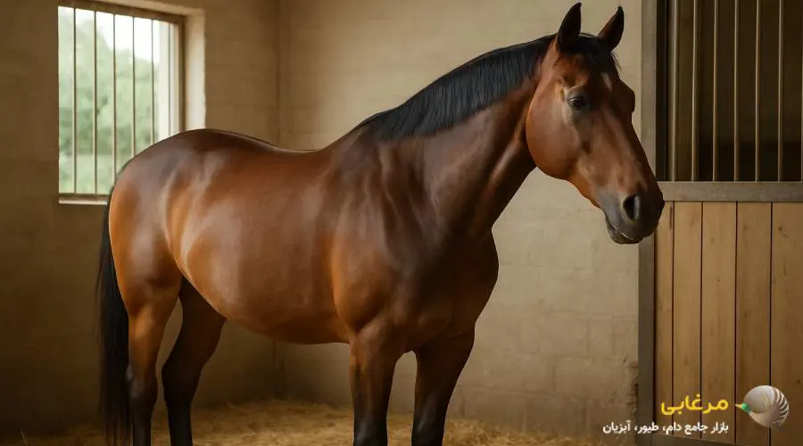 مکمل پروبیوتیک اسب