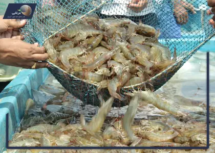 انواع میگو پرورشی در جهان و ایران و نحوه تکثیر و پرورش آن انواع میگو پرورشی در جهان و ایران و نحوه تکثیر و پرورش آن