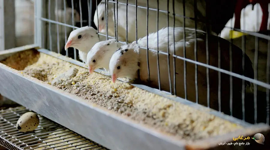 خرید بلدرچین گوشتی