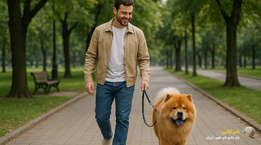 فعالیت های سگ نژاد چاوچاو