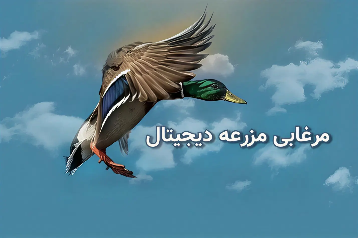 مرغابی