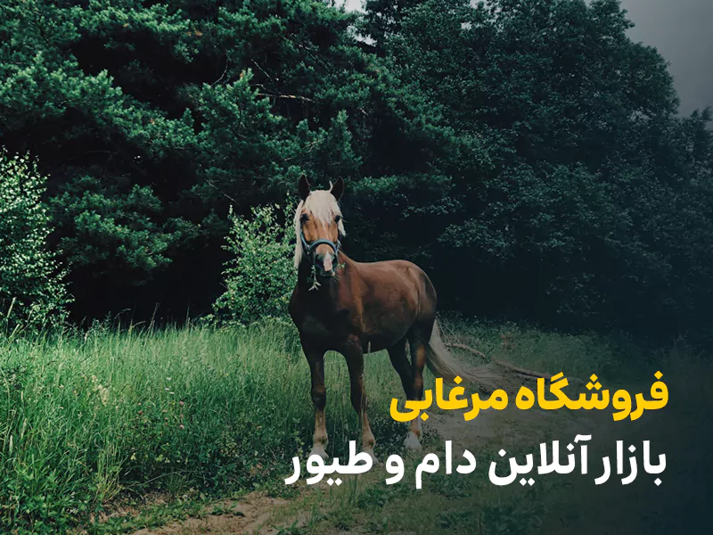 فروشگاه مرغابی