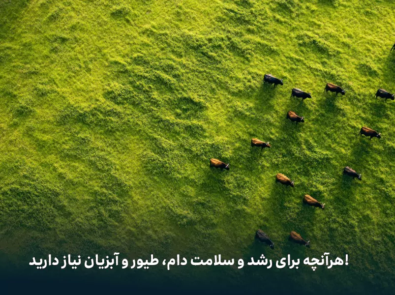 فروشگاه مرغابی