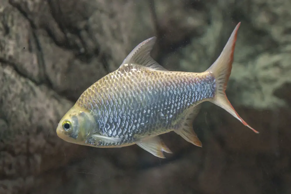 تصویر شماره 1 محصول 