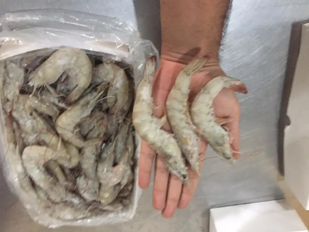 تصویر شماره 1 محصول 