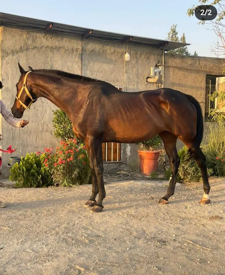 تصویر شماره 2 محصول 