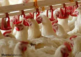 تصویر شماره 1 محصول 