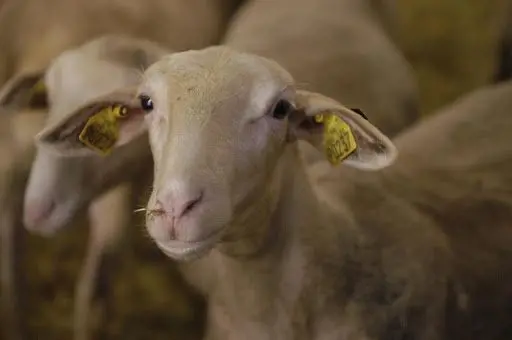 تصویر شماره 1 محصول 