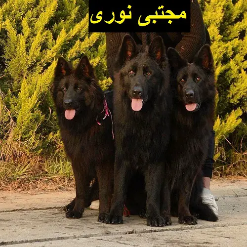 تصویر شماره 1 محصول 