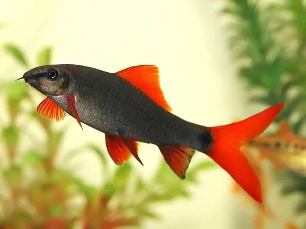 تصویر شماره 1 محصول 