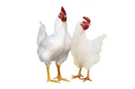 تصویر شماره 1 محصول 