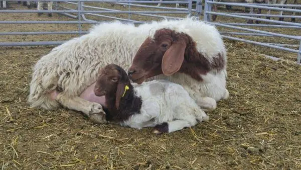 تصویر شماره 1 محصول 