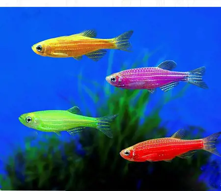 تصویر شماره 1 محصول 