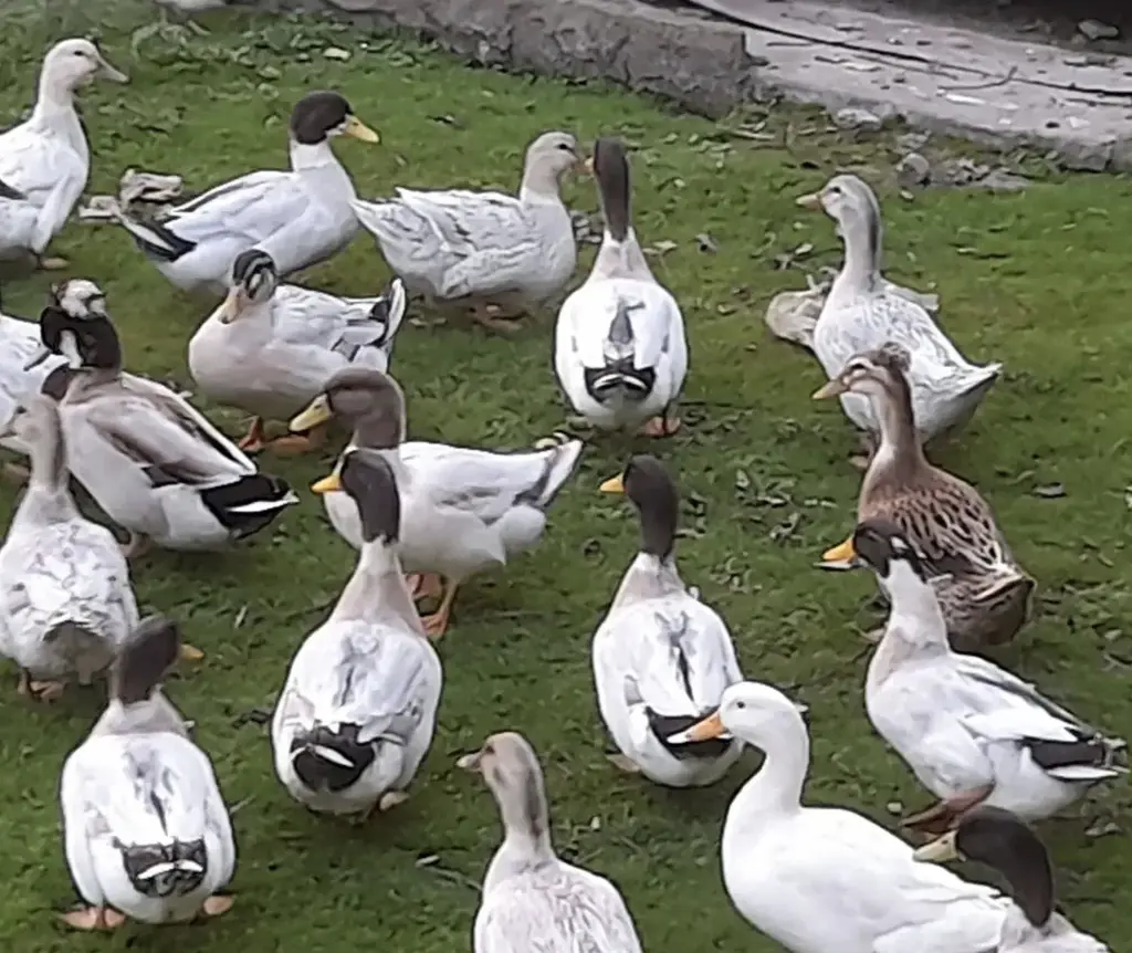 تصویر شماره 3 محصول 