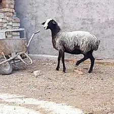 تصویر شماره 1 محصول 