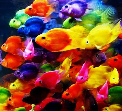 تصویر شماره 1 محصول 