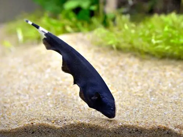 تصویر شماره 1 محصول 