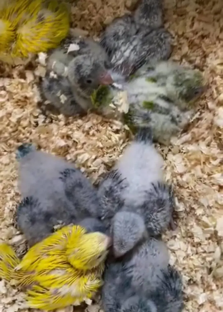 تصویر شماره 1 محصول 