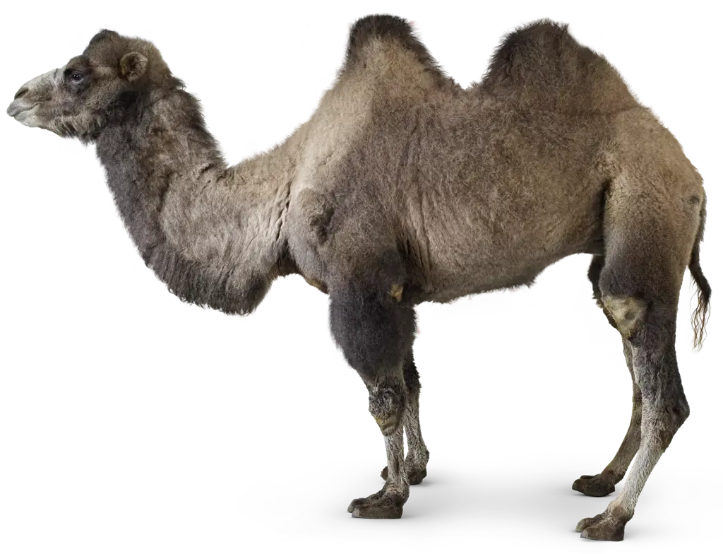 تصویر شماره 1 محصول 