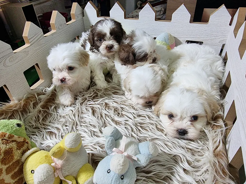 تصویر شماره 1 محصول 