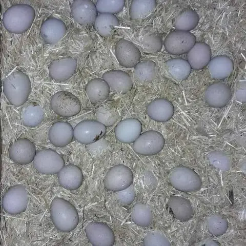 تصویر شماره 1 محصول 